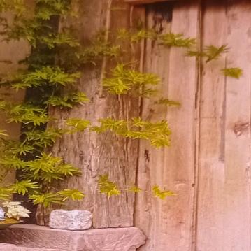 静静的清荷