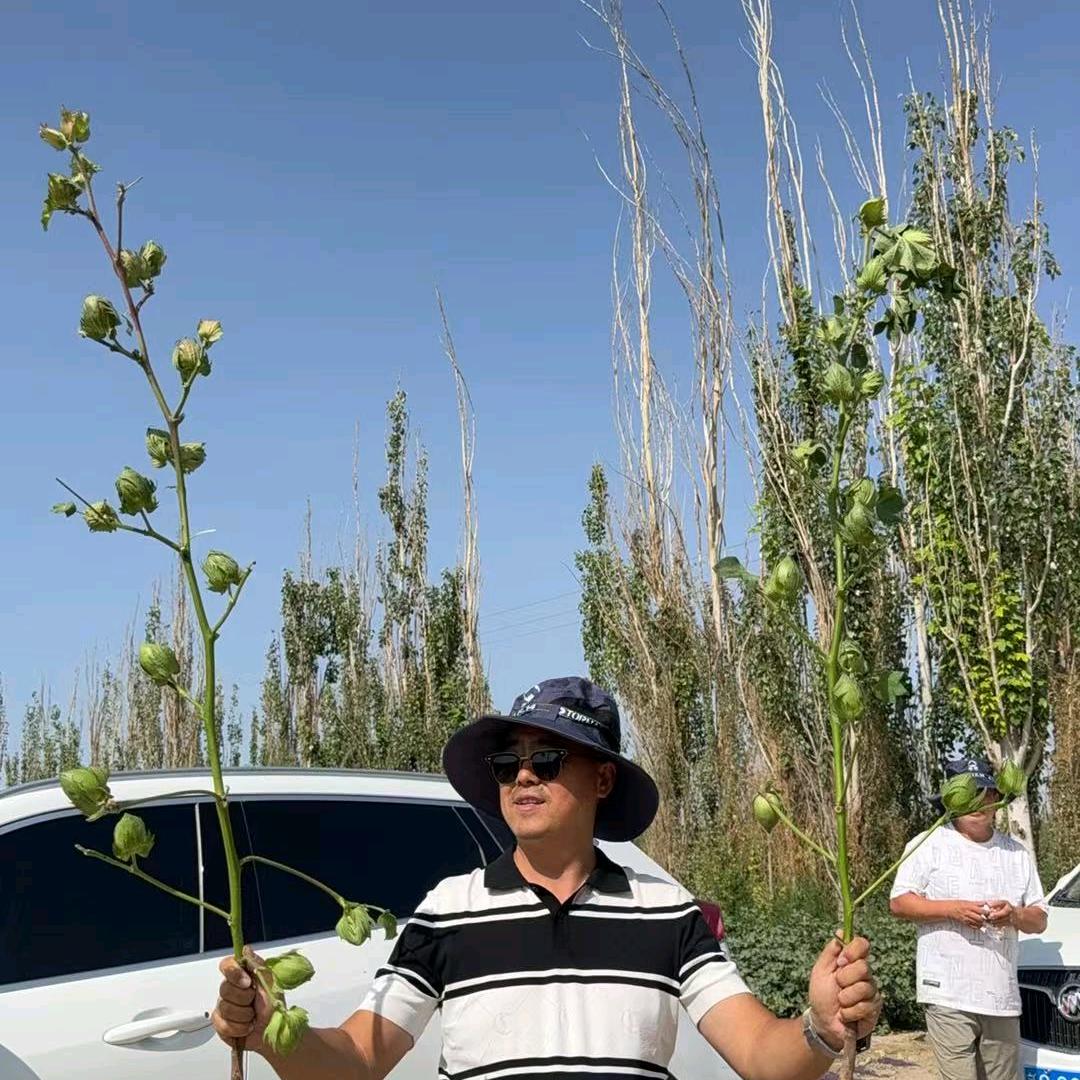 新疆奔驰田间的小曹
