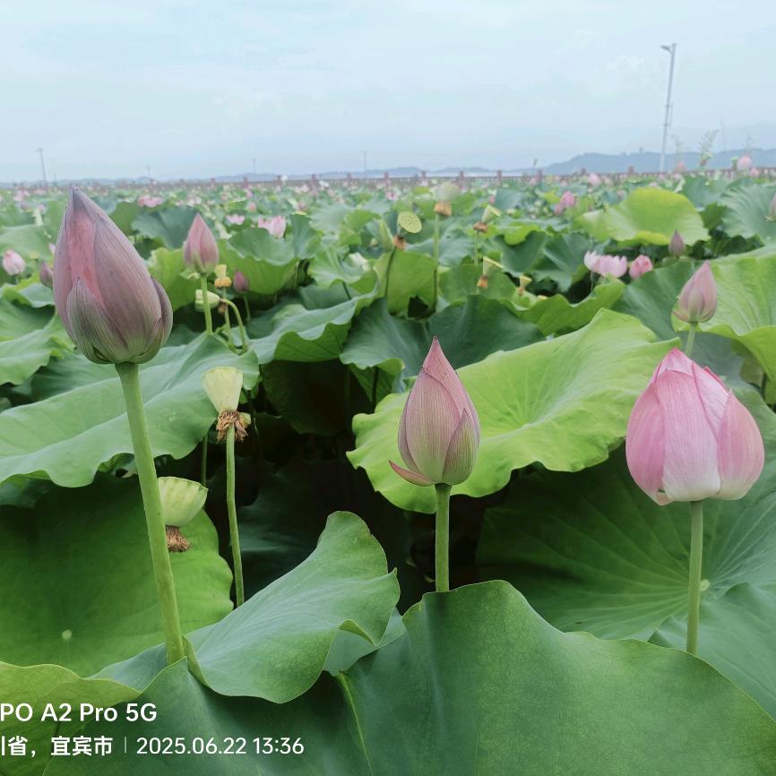 @斌哥（手机拍摄者）