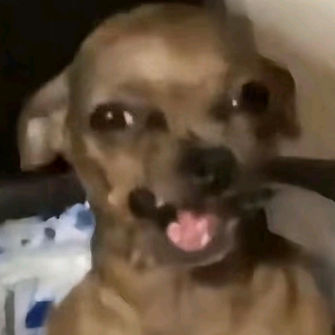 老耄
