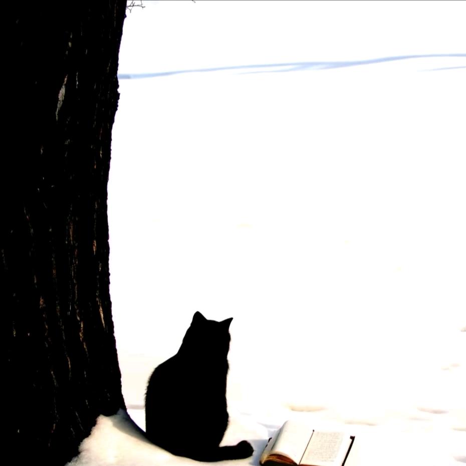 Black cat.
