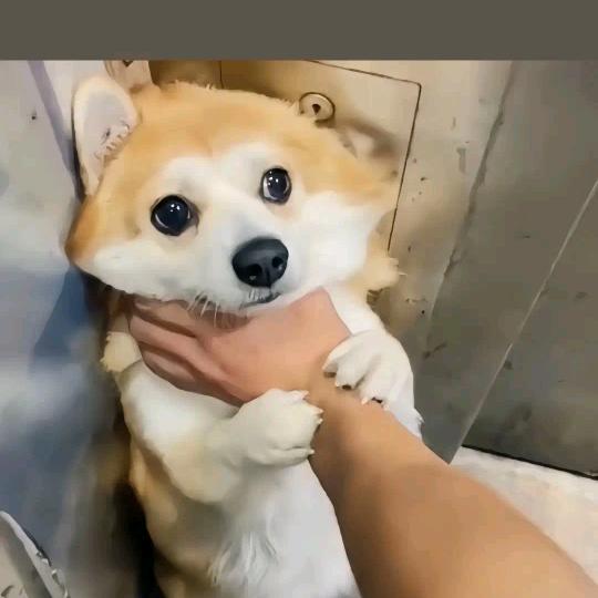 狗白i