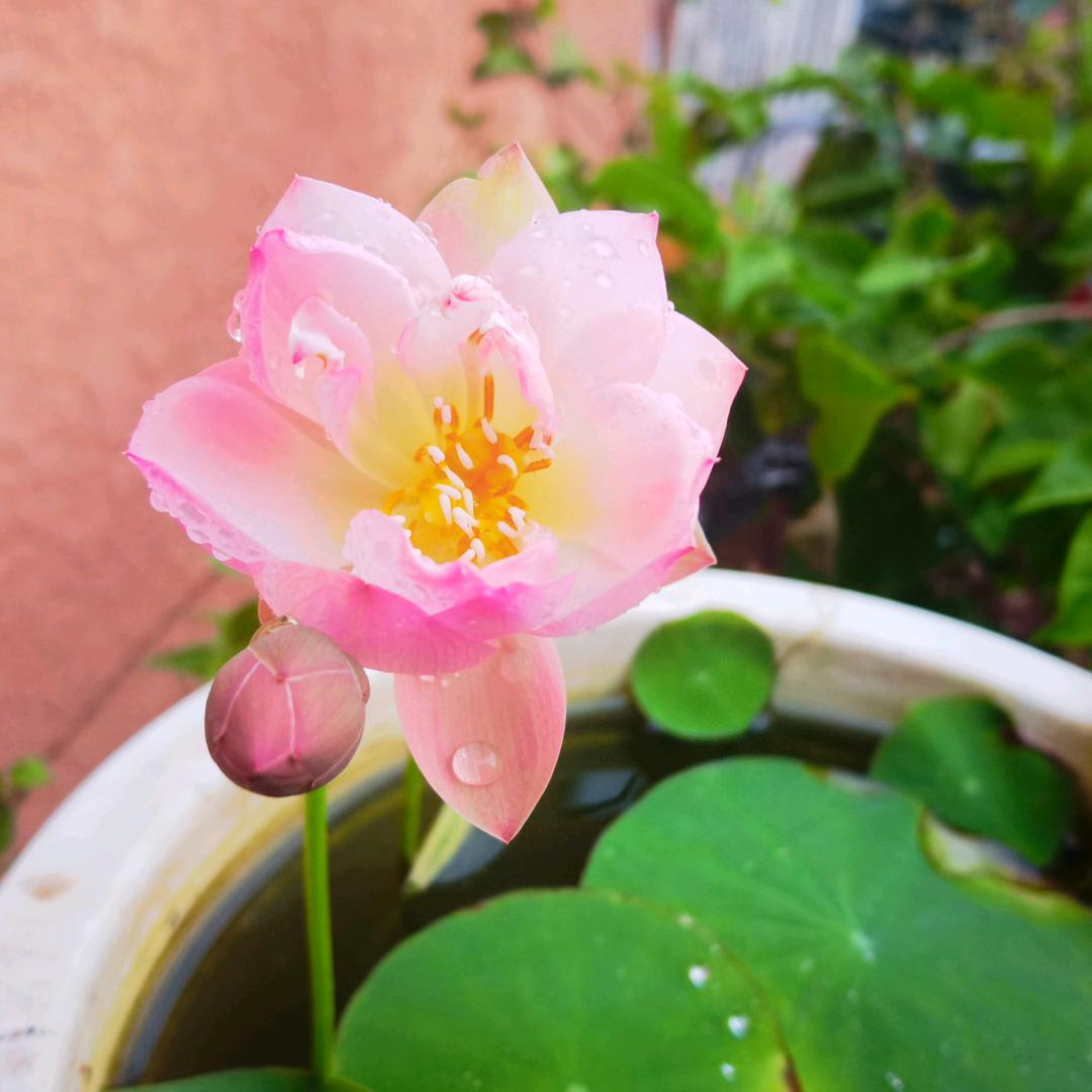晨芳园