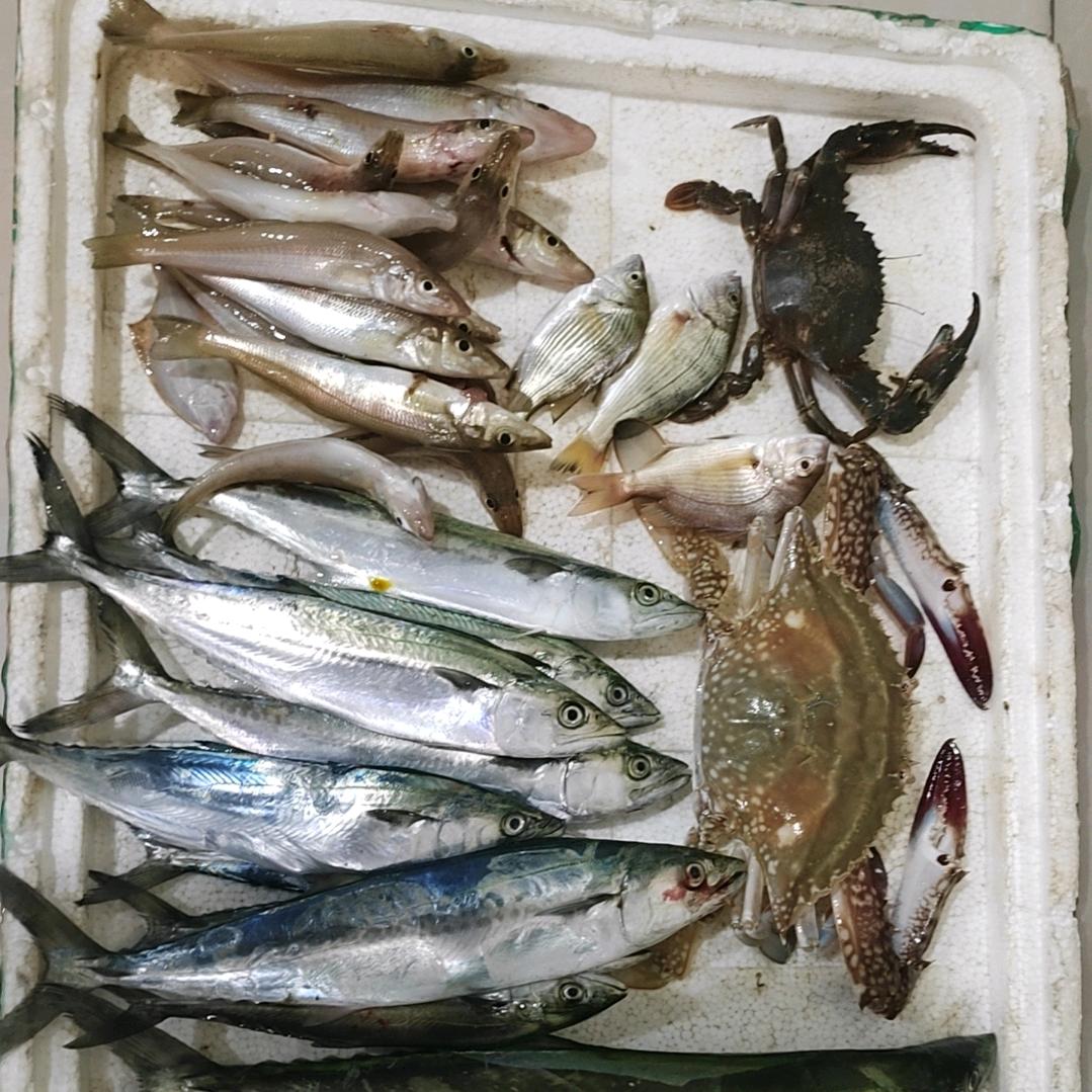 钓鱼佬的专用橱窗