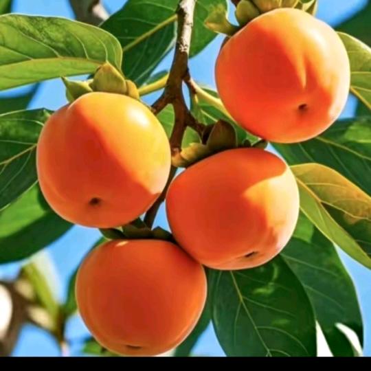 旭日东升🍎