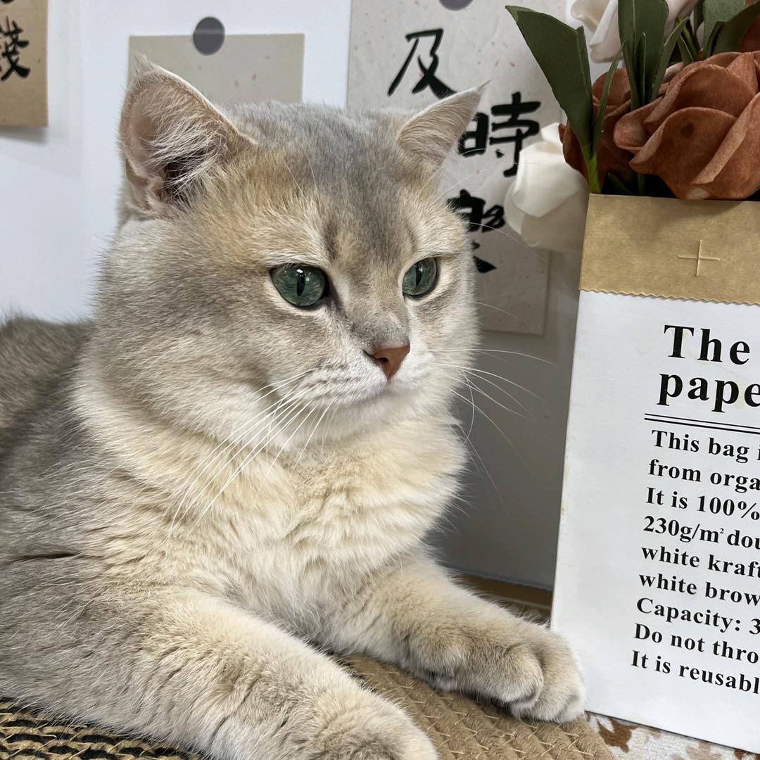 🌈跳跳是只猫
