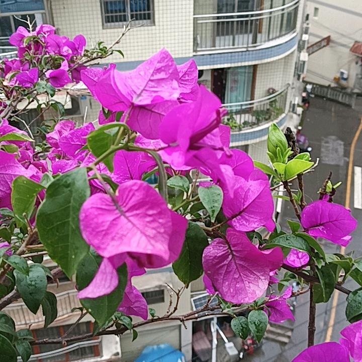 好运连连