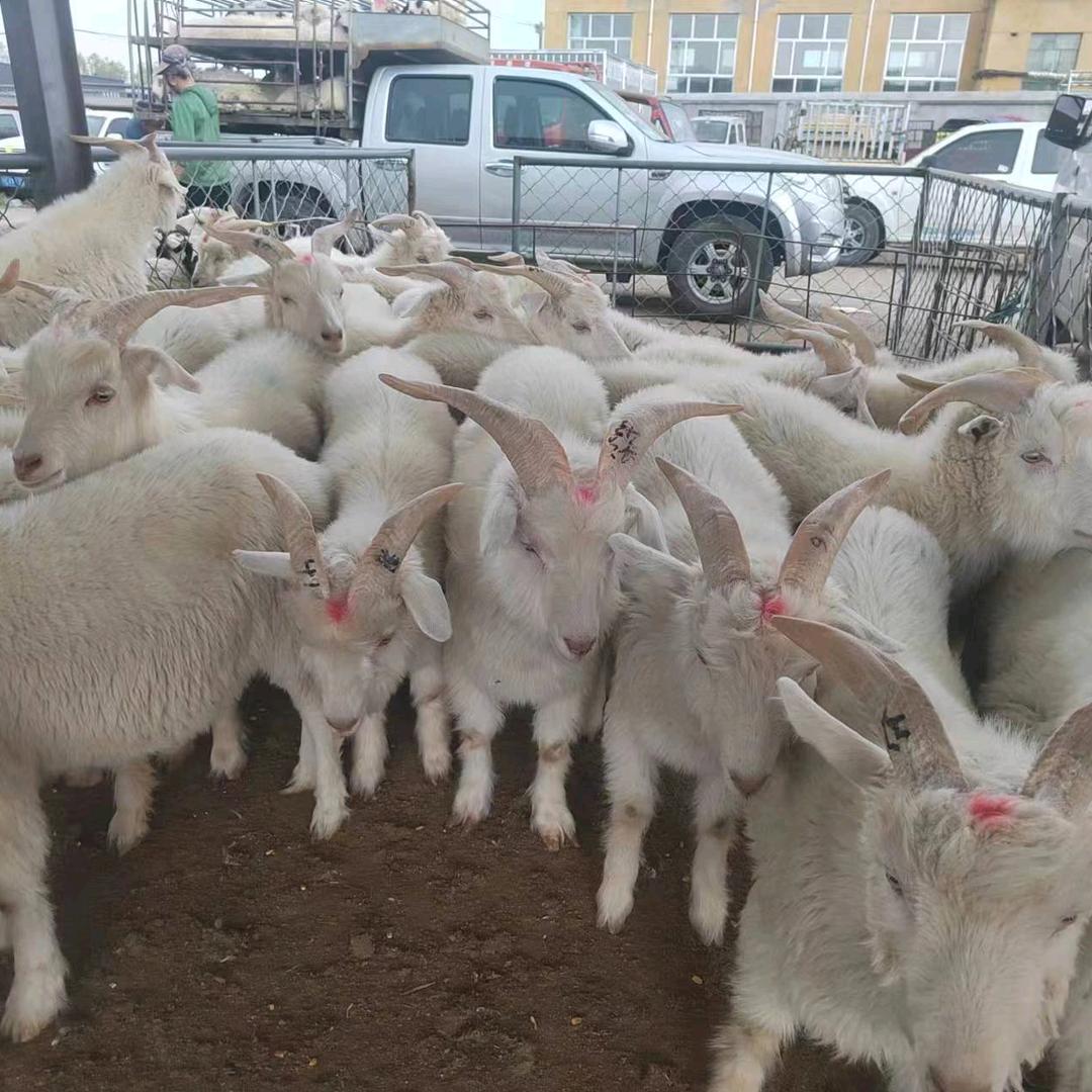 宁夏追鲜富羊农牧有限公司