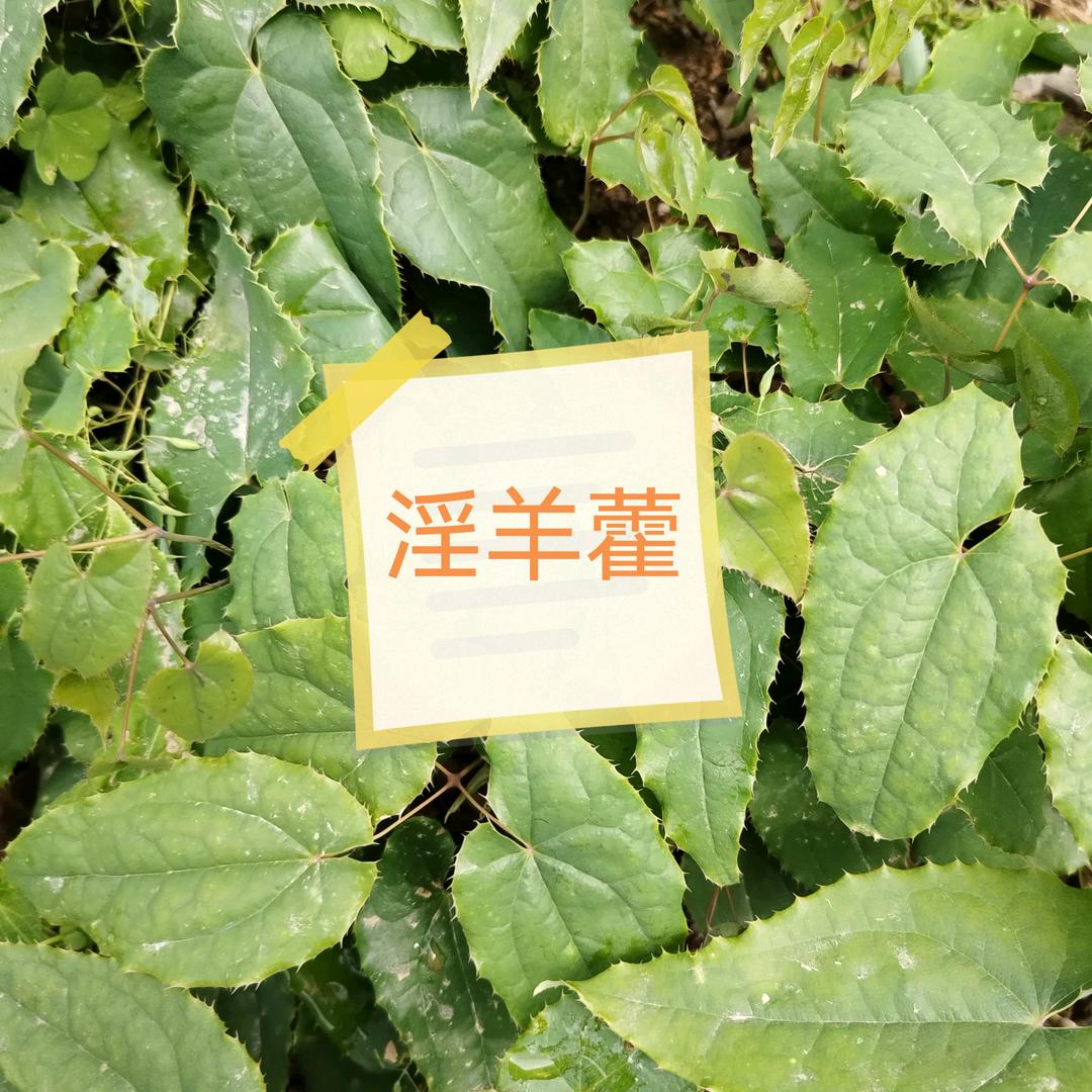 淫羊藿，桔梗