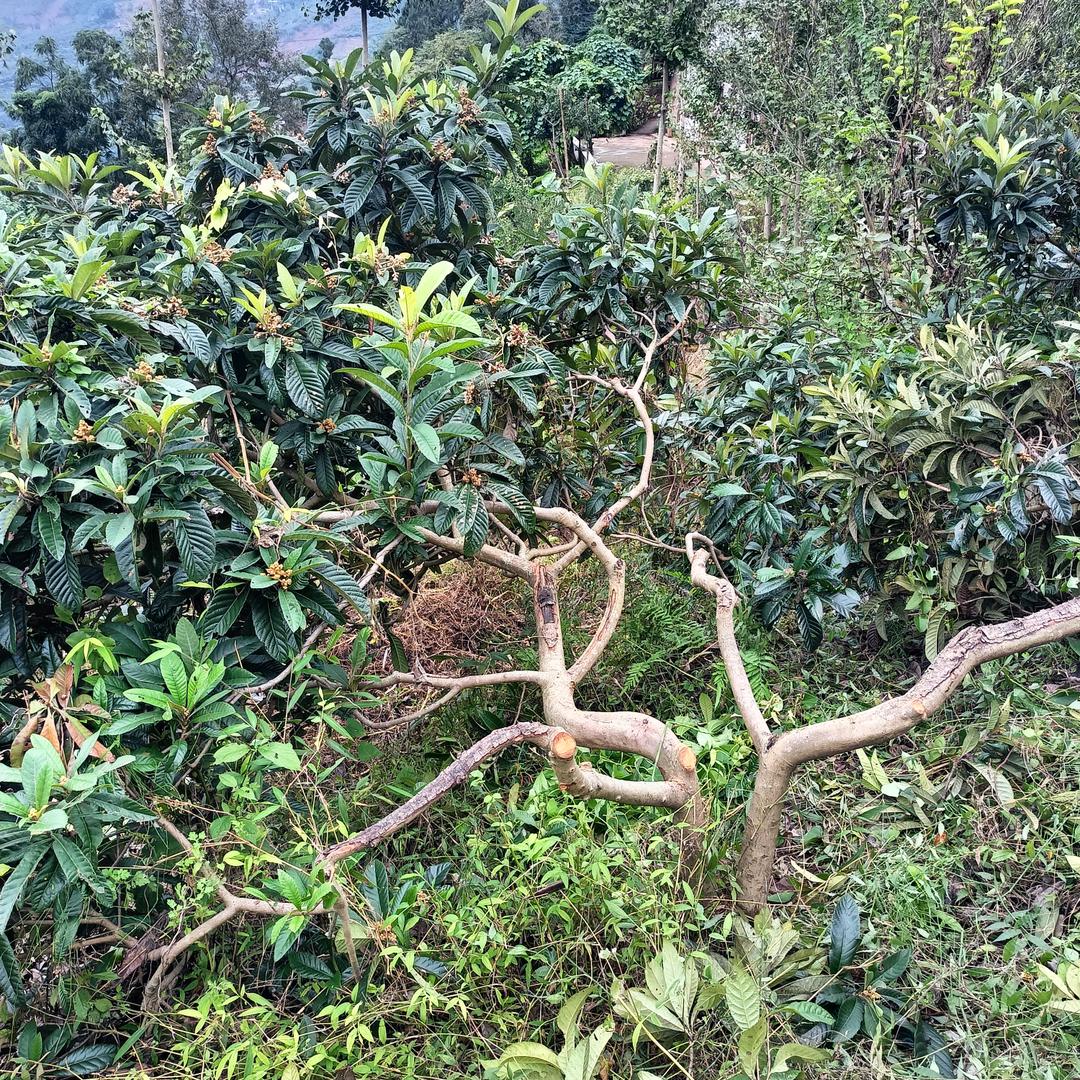 吊儿郎当川哥