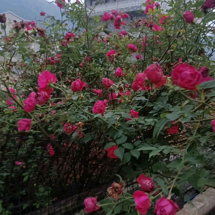 好人一生平安🌹