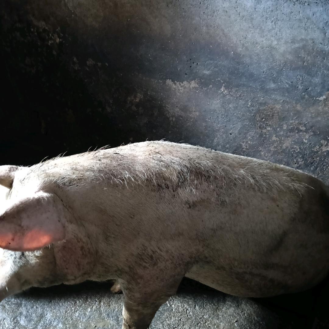 彭水二哥哥五儿在花村重庆九姐开式儿牛