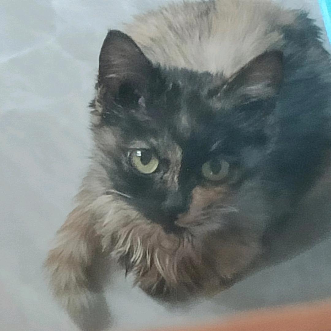 一周七天吃八天塔斯汀