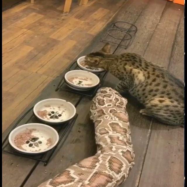 Ke纯