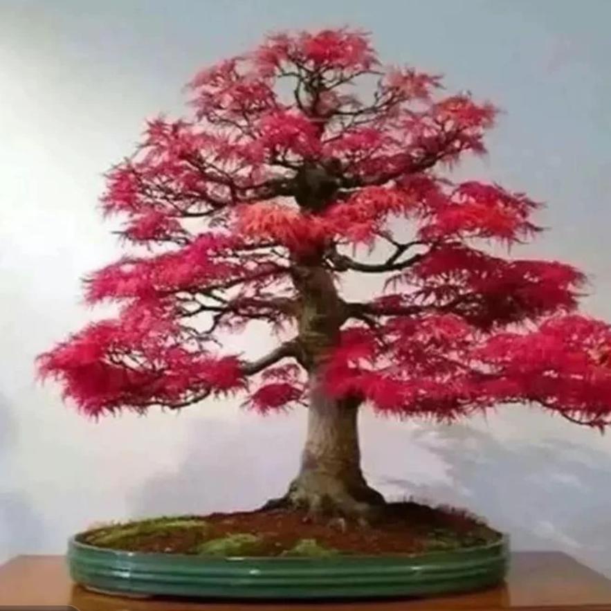 怕真心给错人