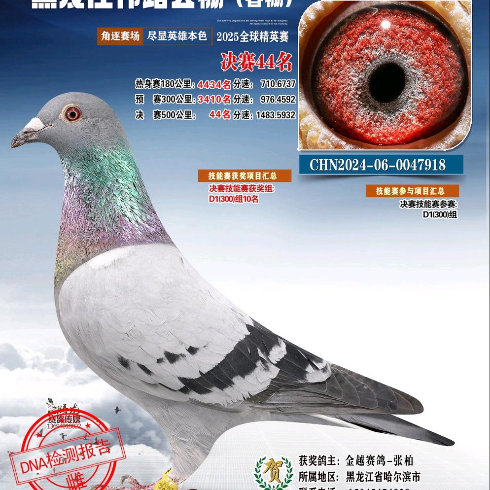 金越赛鸽
