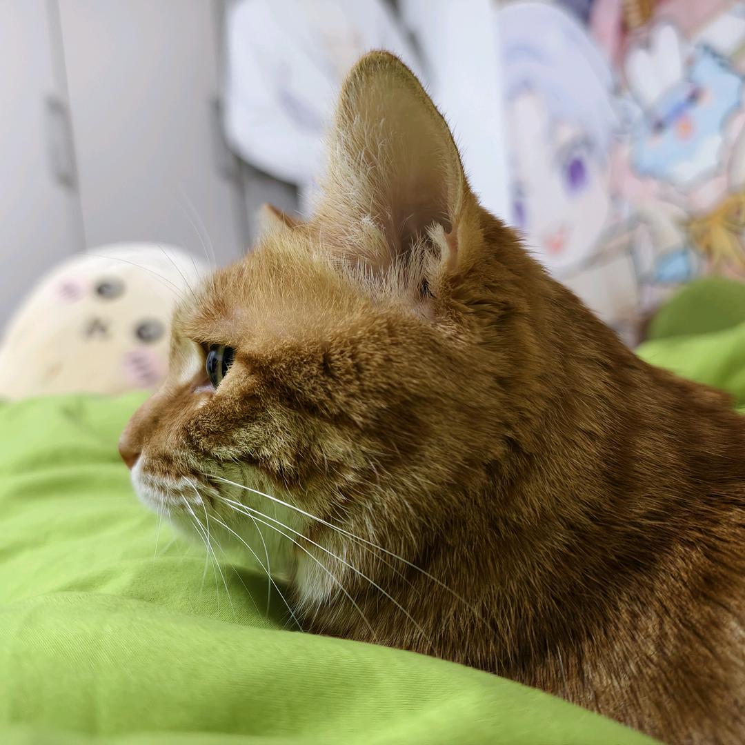 科家颂阐专卖店