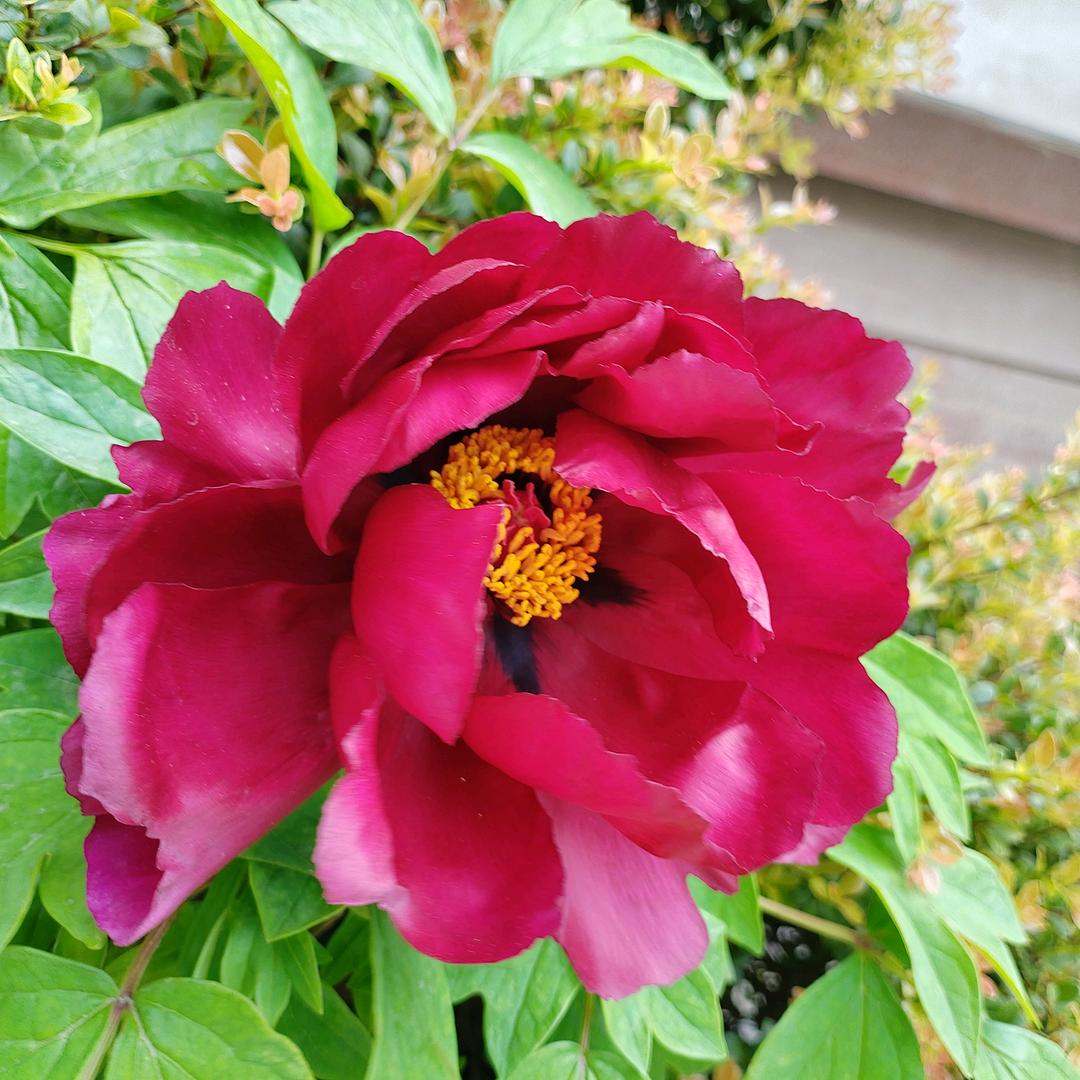 花花🌸