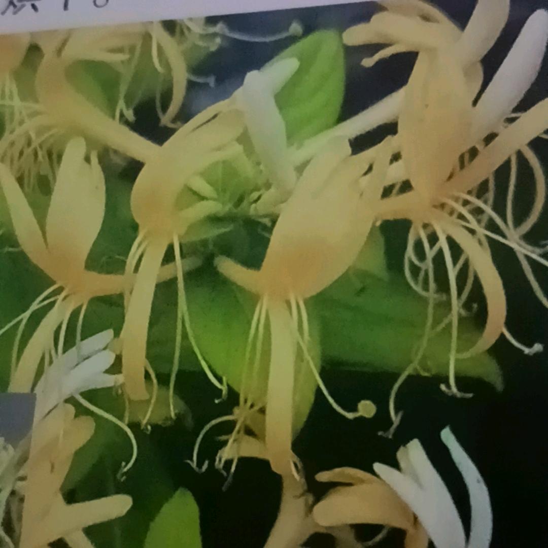 农村小伙