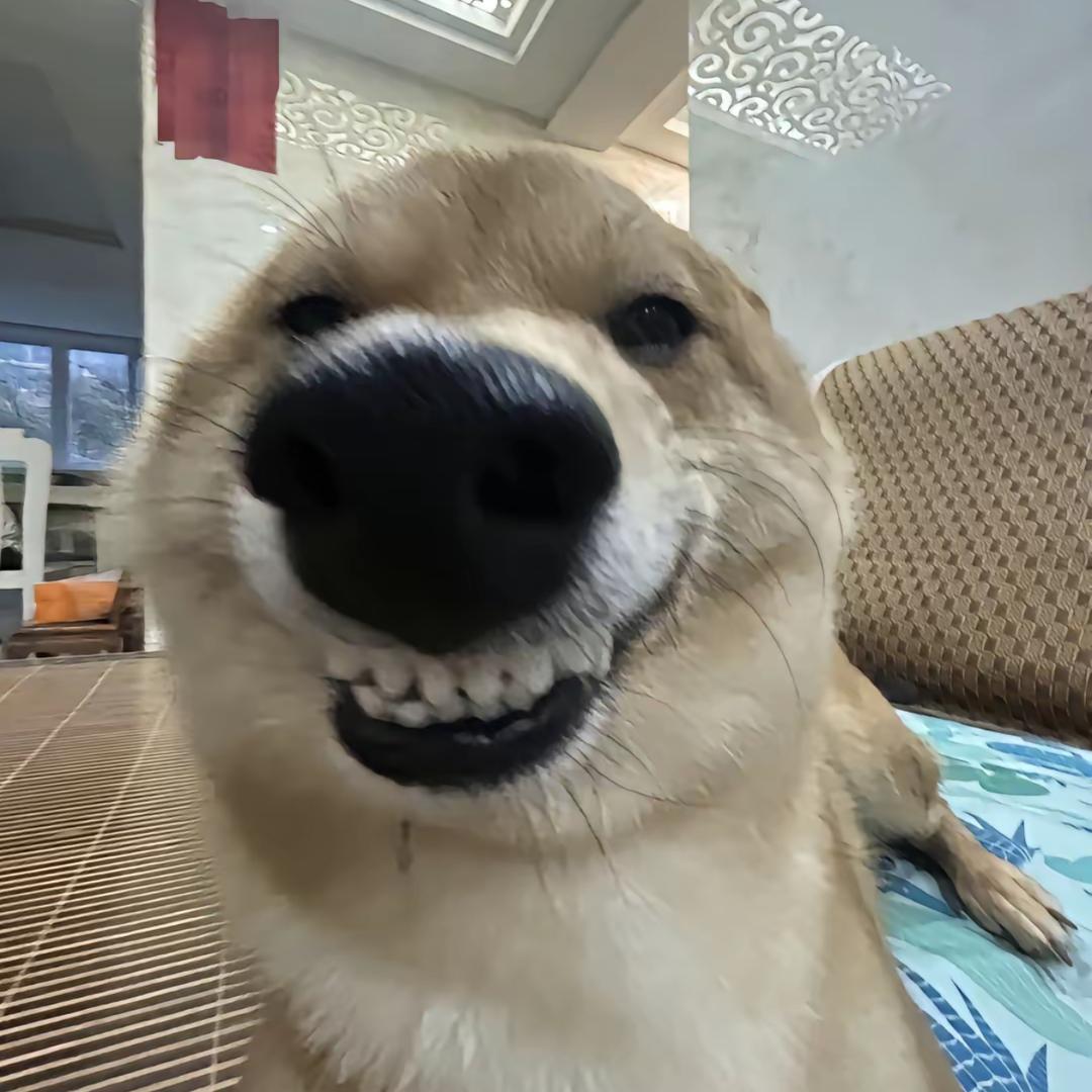 菠萝吹雪吹的不是一般牛逼