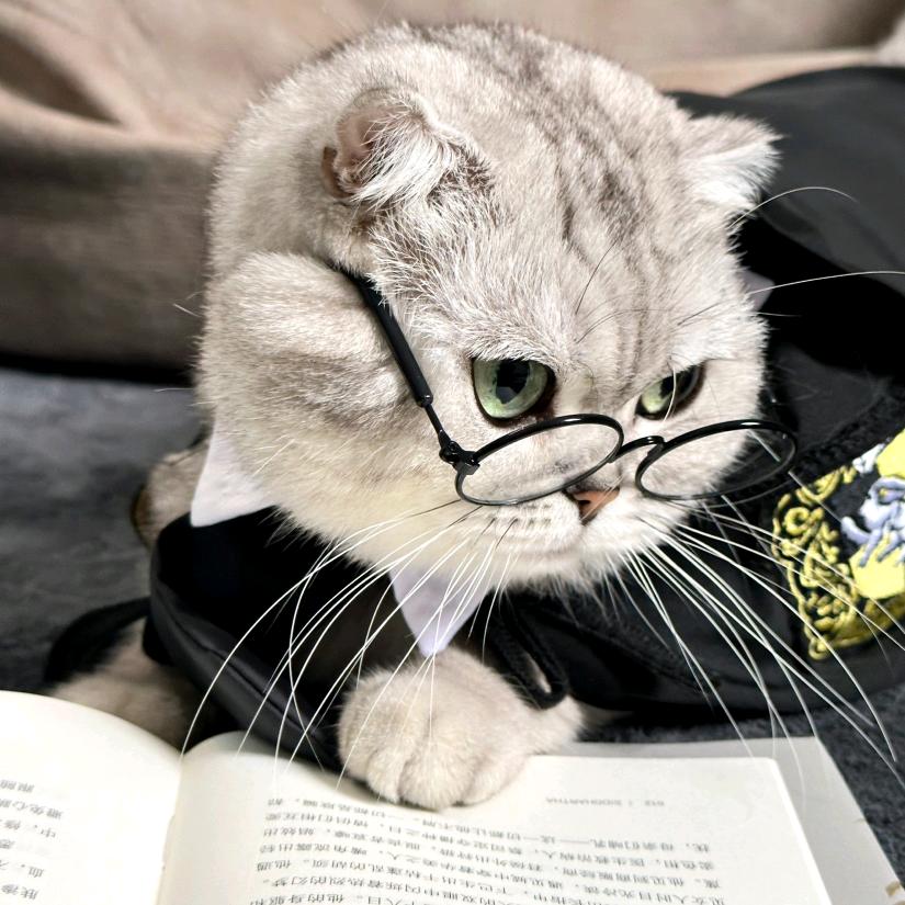 心软的神会有很多猫