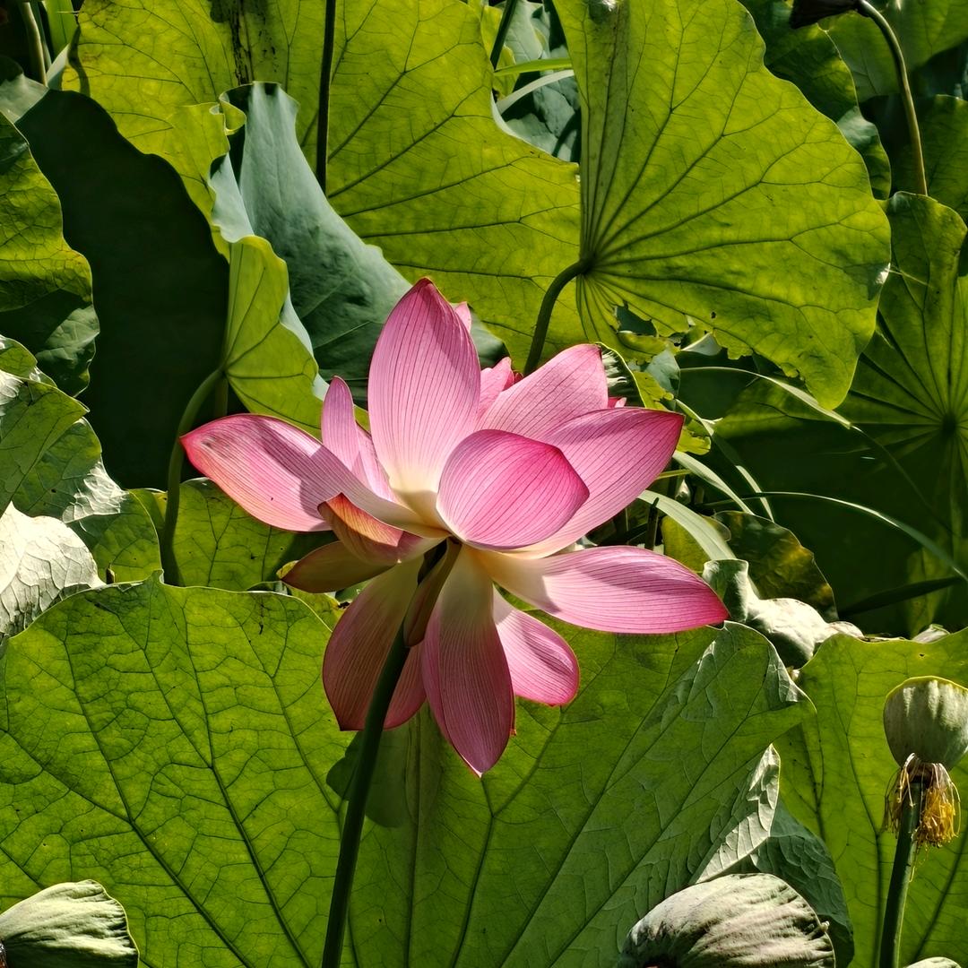 岁月静好