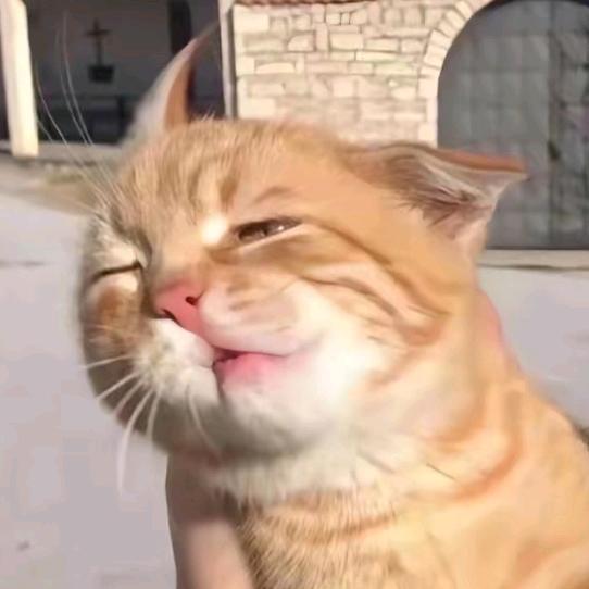 👉小羽不讲话👈🦈