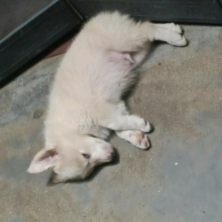 金豆是个边牧串