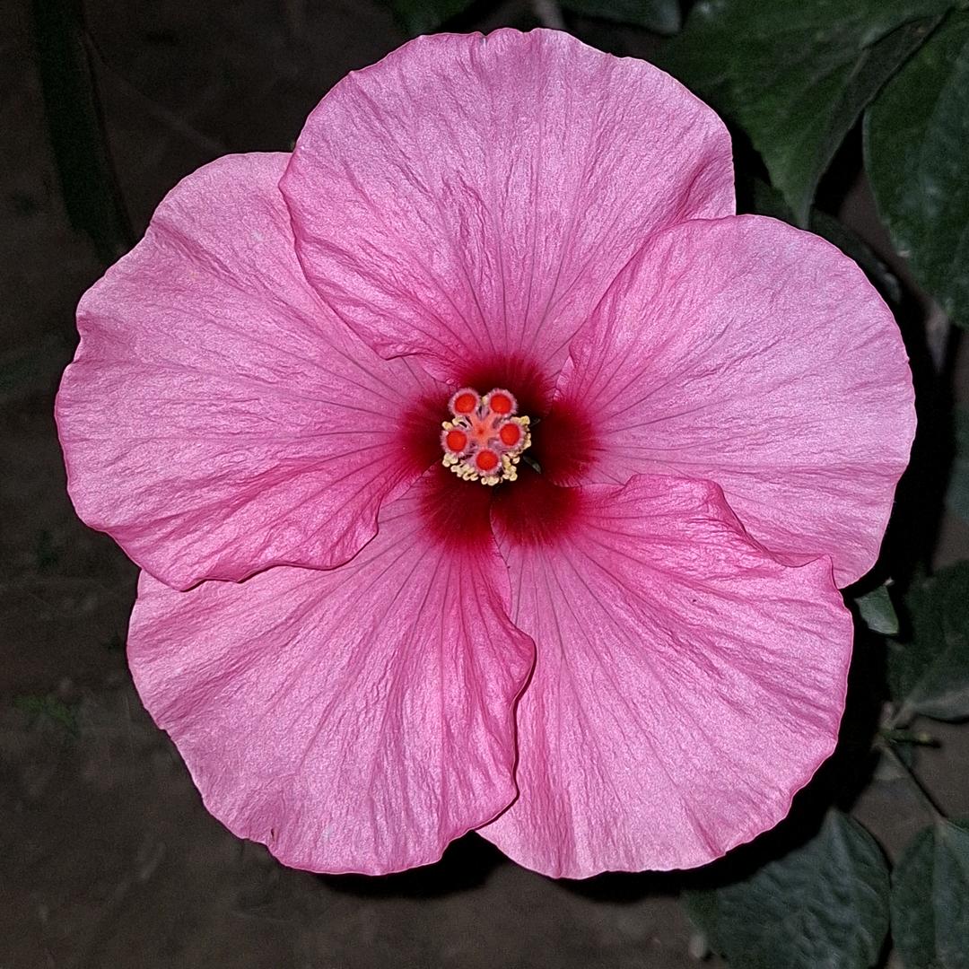 🌸_靜