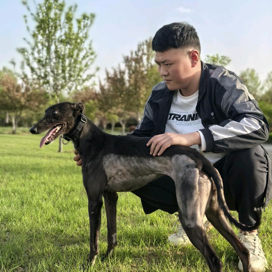河南赛犬许昌林凯