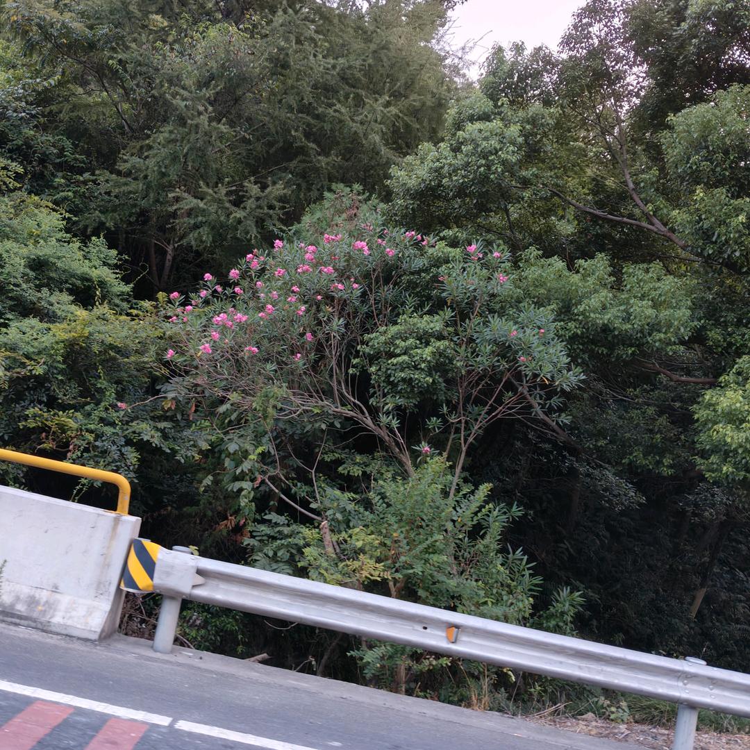 晏姐