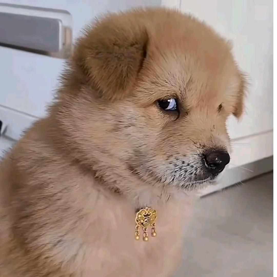 挖掘机跑不快（跑渣兄弟）