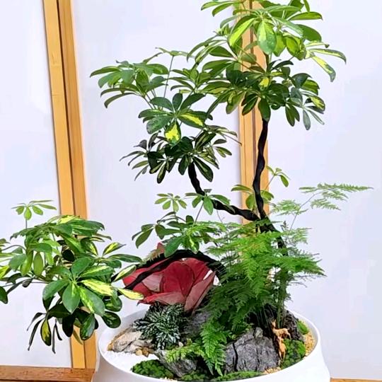 语茉