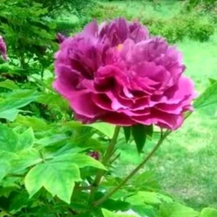 🌺美好人生✨