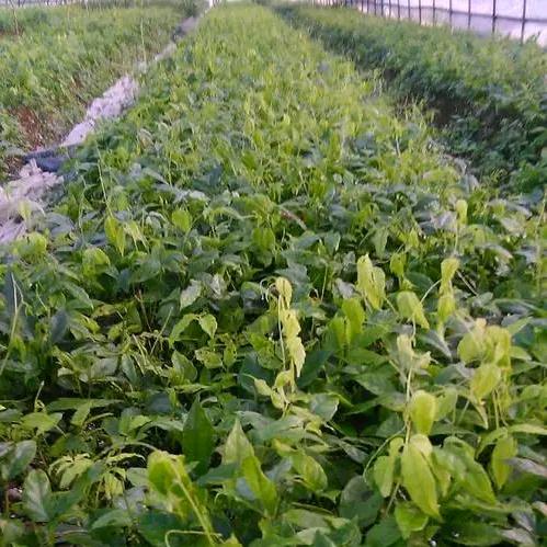 三叶青种植小杨