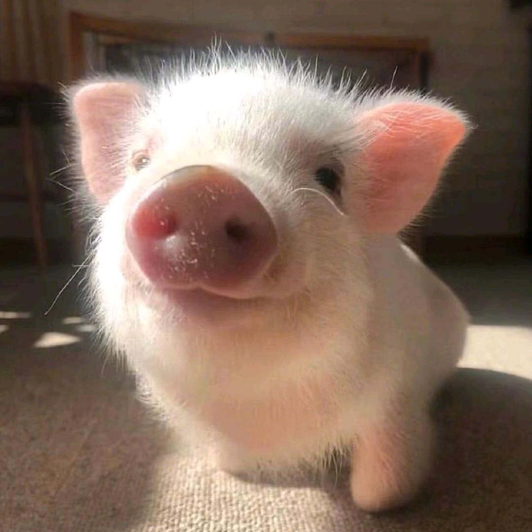 爆浆牛粪（纯欲男高版）