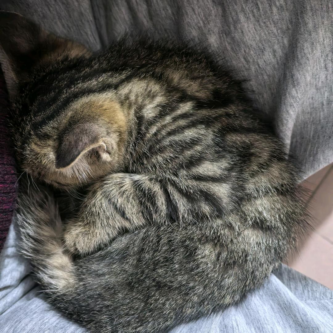 单人跑刀小小鼠