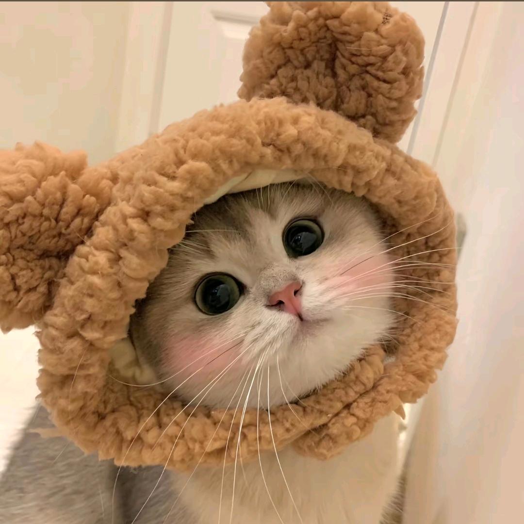 杨yang