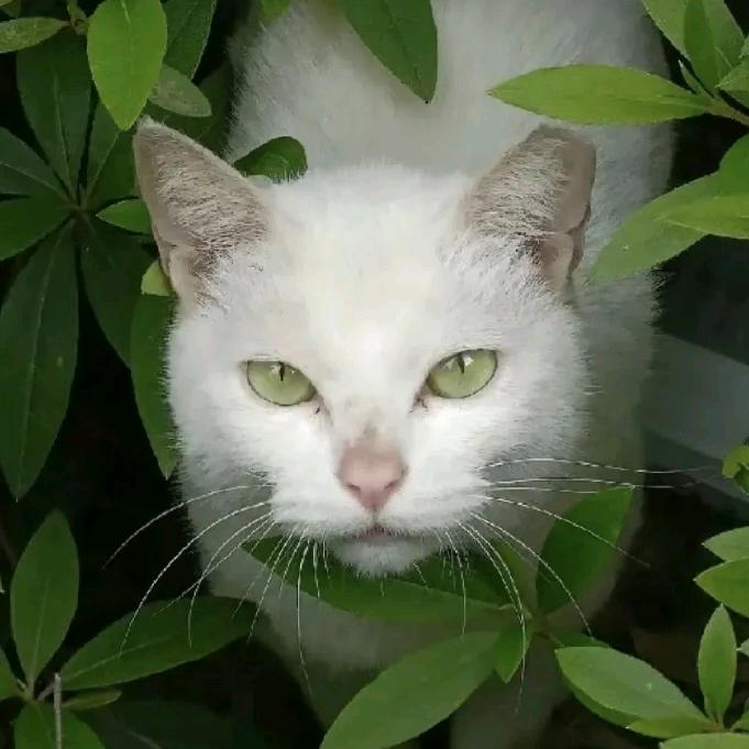 树