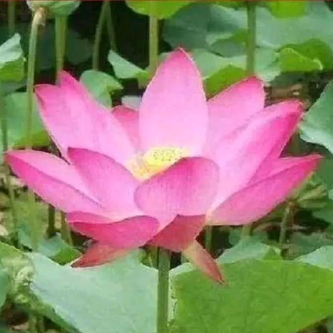 正能量承认
