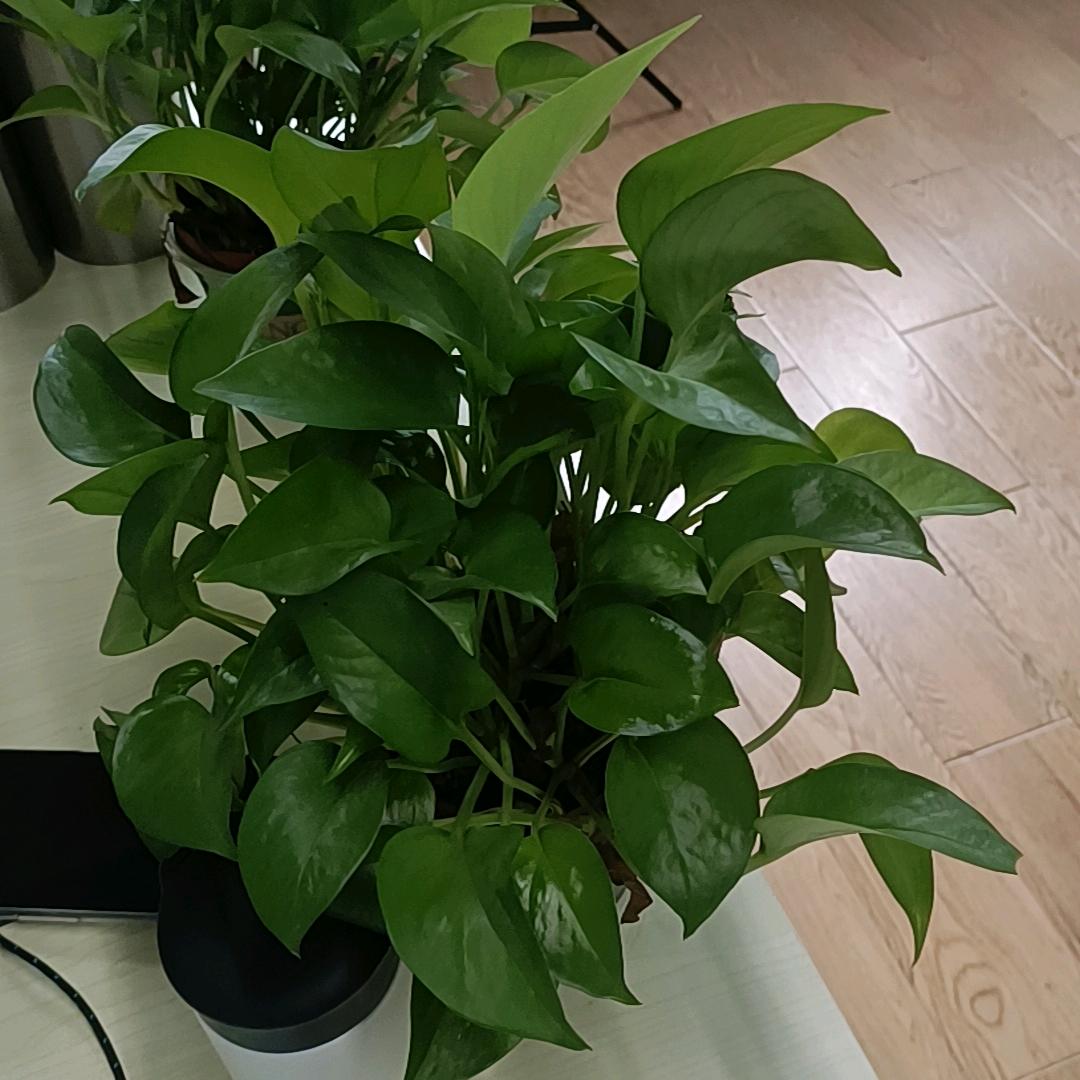 亳州市灵蕴商贸有限公司