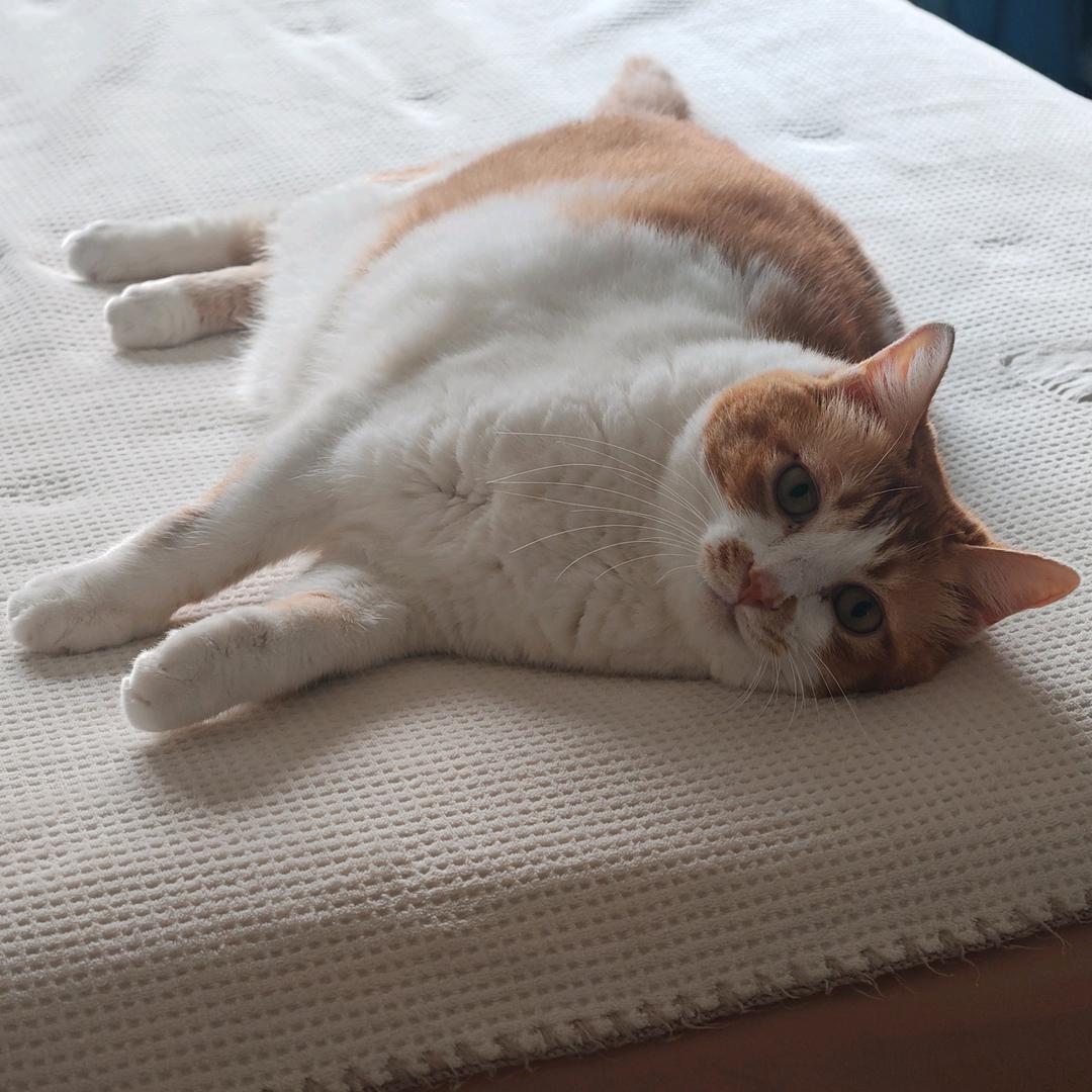 芒果是只猫