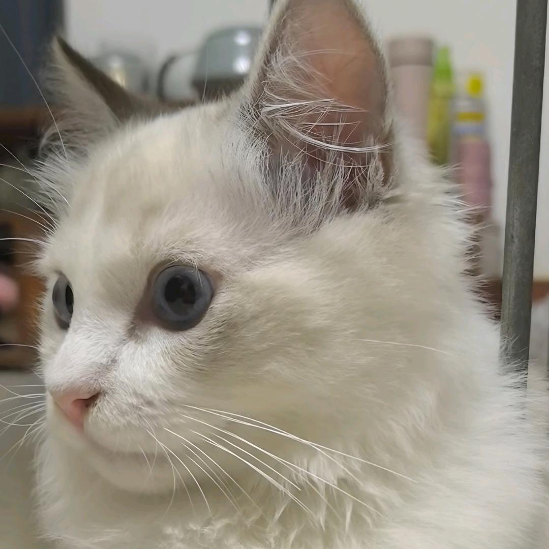 九月大人是布偶