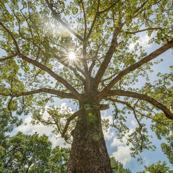 森柱子（海生）