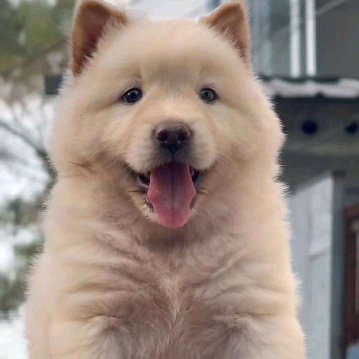 夕相思（田园犬）