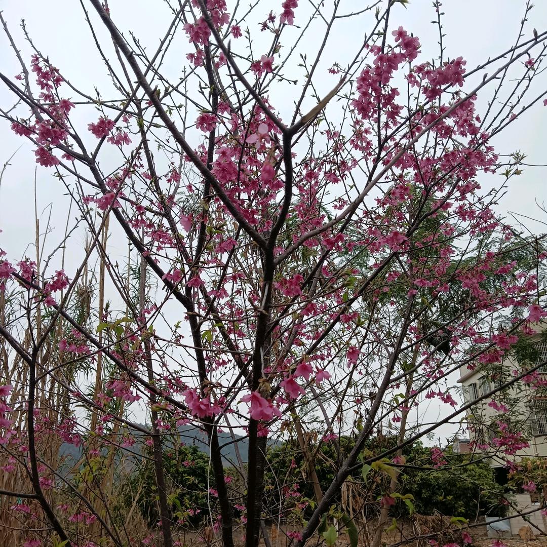 小鸟