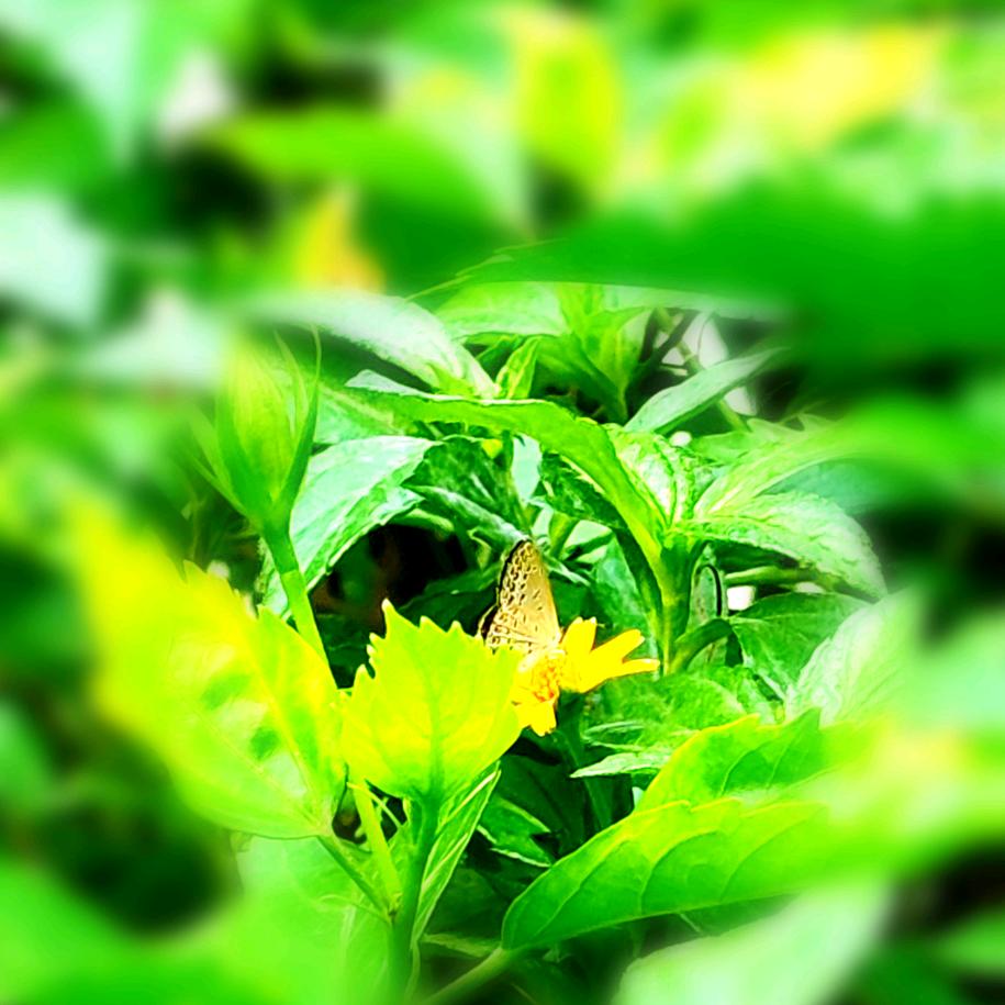 清扬🍃