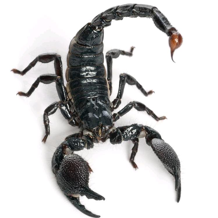 蝎🦂孑有毒《1》