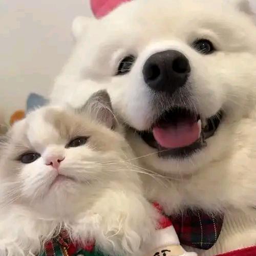 安(｡･ω･｡)ﾉ♡