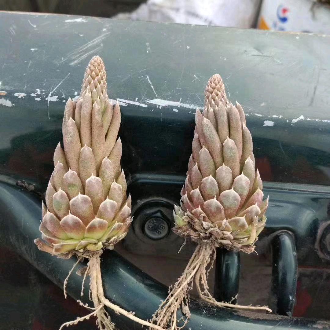 未来的路靠自己